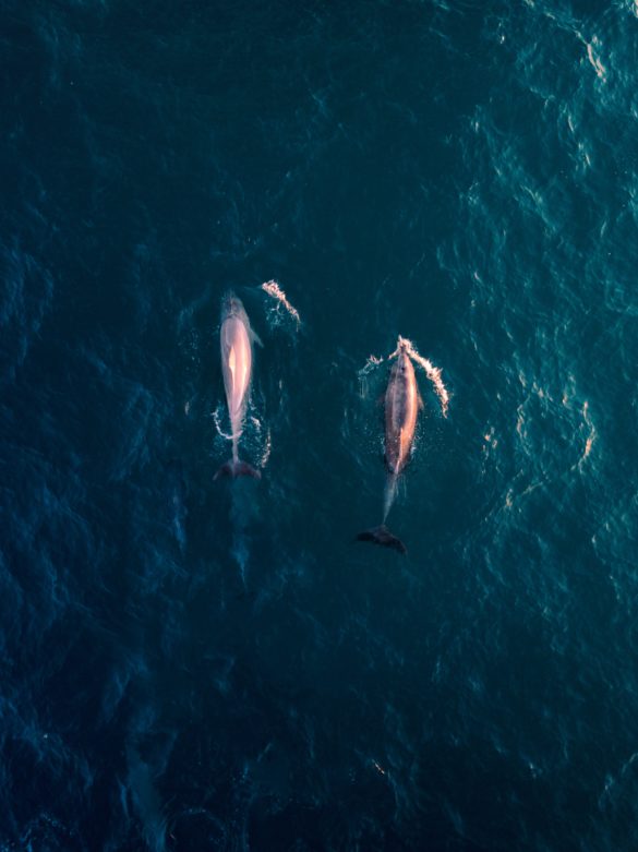 Nager avec les dauphins